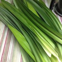 Fresh Pandan Leaves 4 oz. ( Rampe, La Dua, ใบเตยสด )