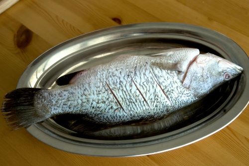 Siakap (Barramundi) f